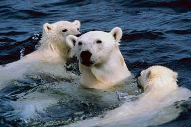 Learn to swim in cold water...